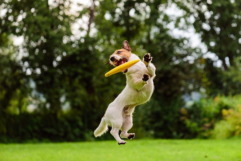 Dog playing fetch at the Tributary dog park