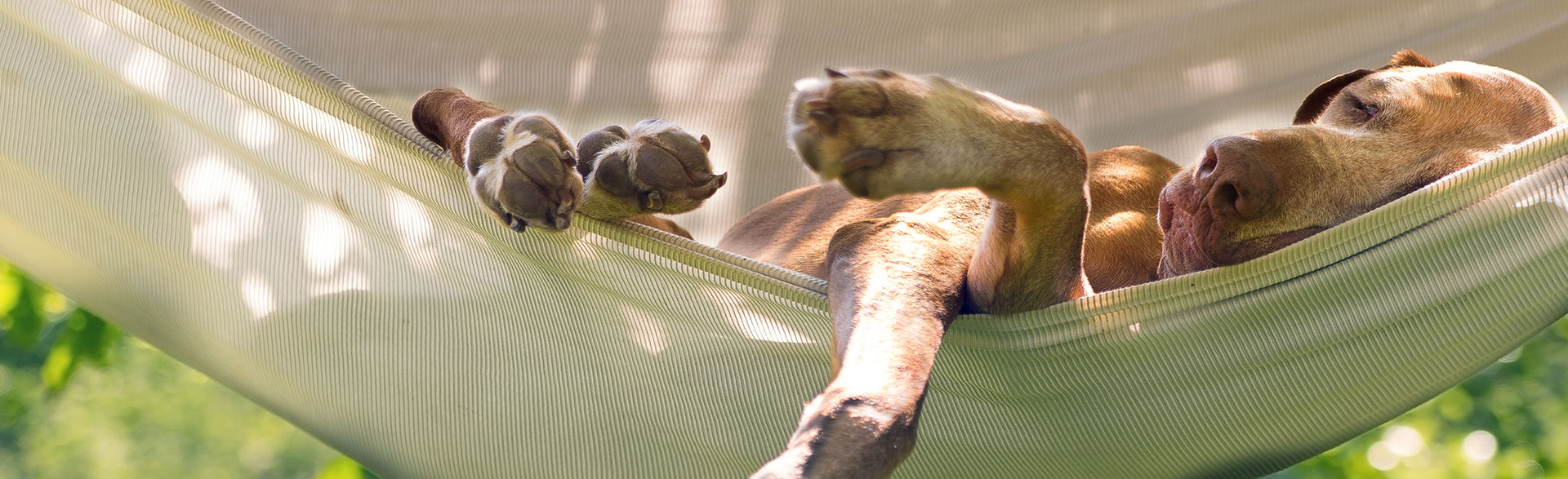 dog on hammock