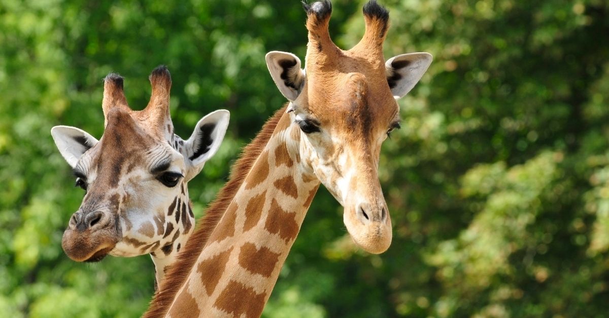 giraffe at jacksonville zoo - nassau attractions