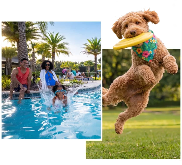Collage of a family splashing in the pool and a dog jumping to catch a frisbee at Tributary.