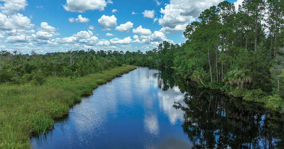 four creeks state forest in Northeast Florida