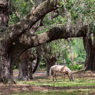 horse at Cumberland Island