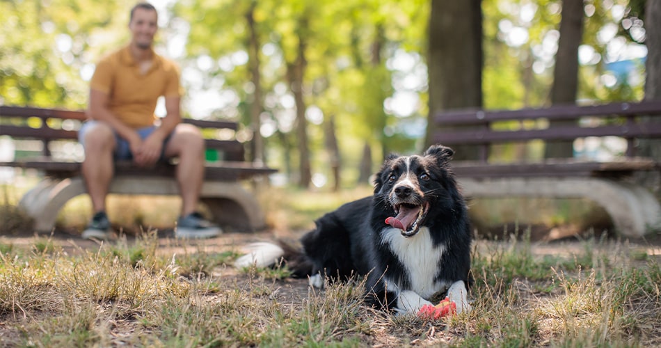 Dog at the Dog Park in NOrtheast Florida