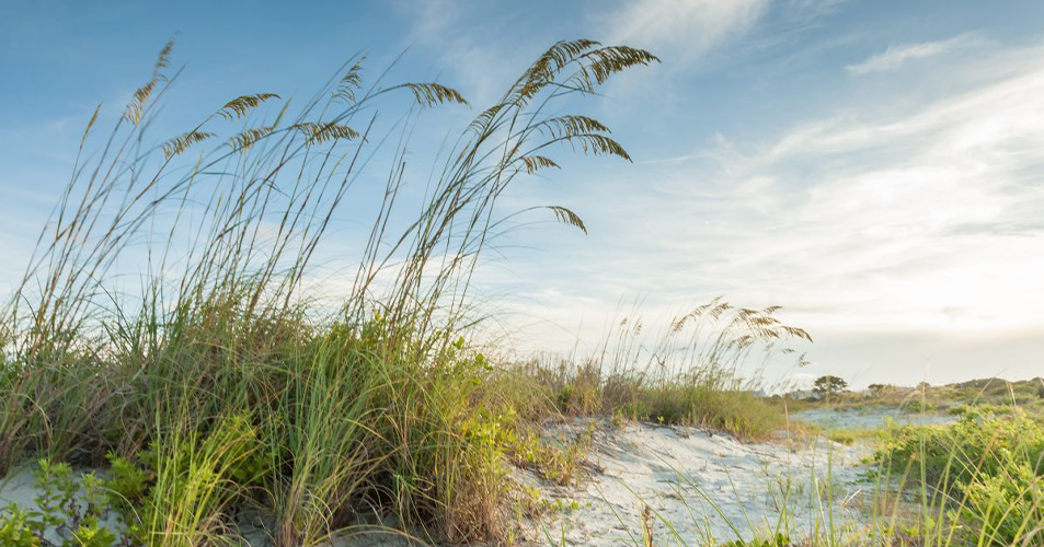 Sandy dunes with tall sea oats under blue sky