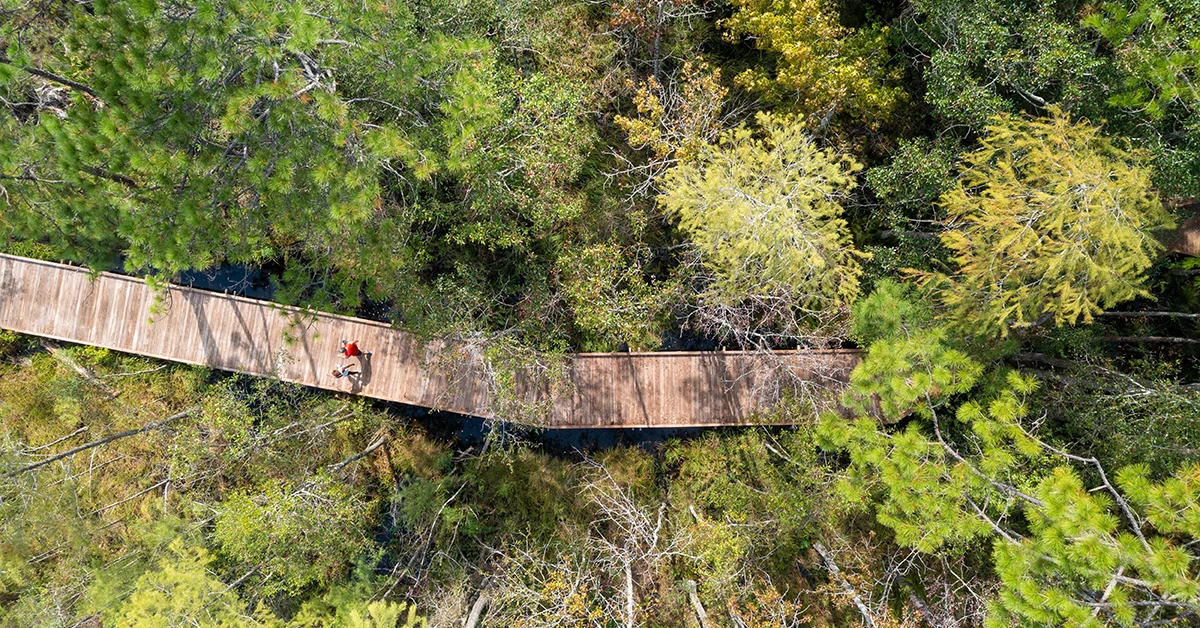Aerial view of wooden boardwalk trail through forest